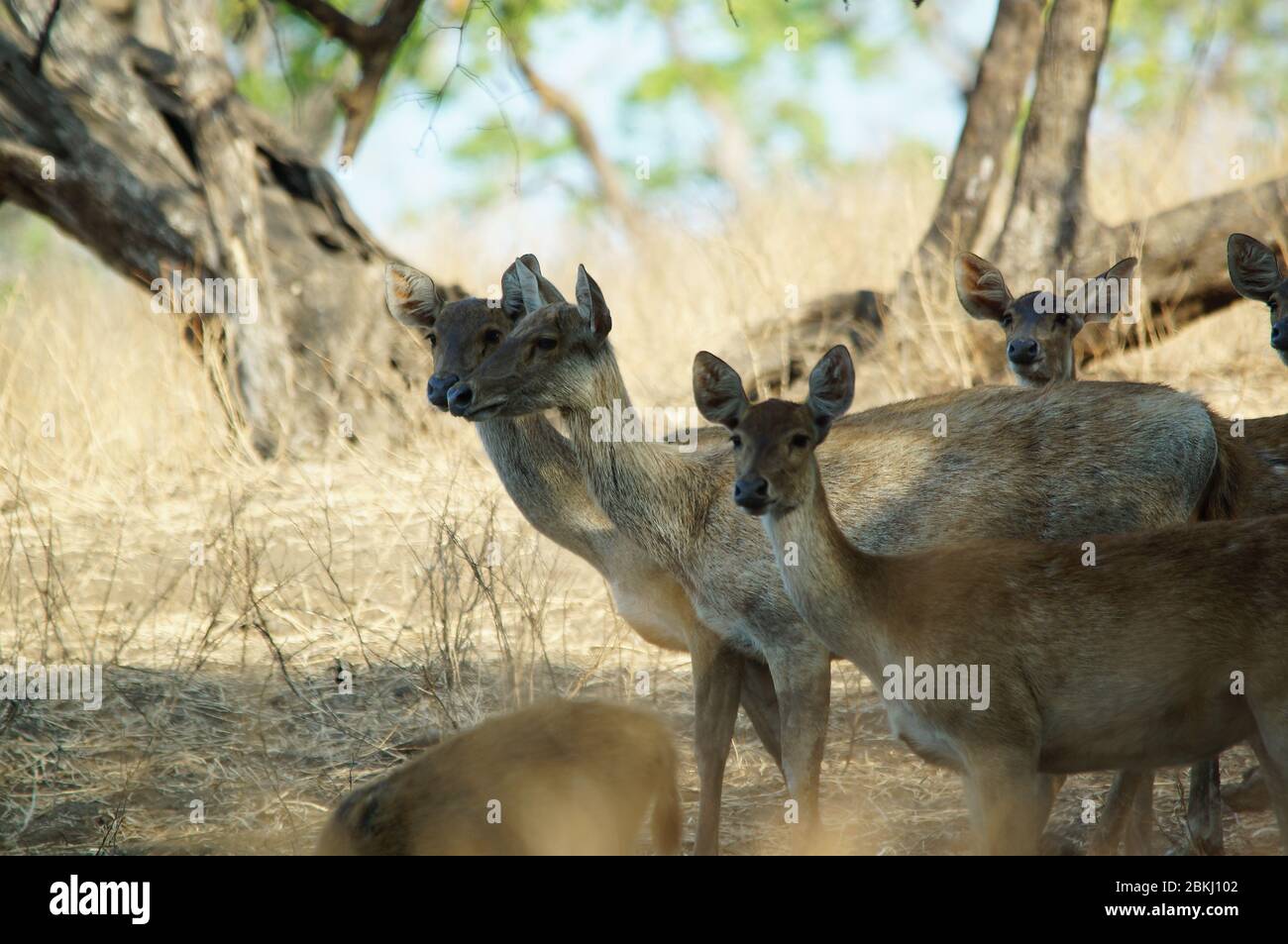 Javan rusa or Sunda sambar (Rusa timorensis) is a deer species that is ...