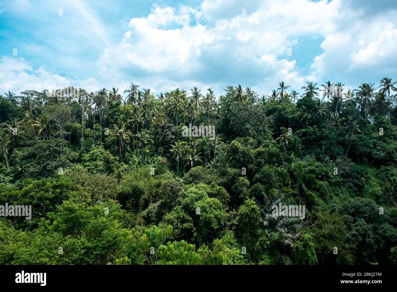 Tropical rain forest jungle with gigantic palm and banyan trees in Ubud, Bali Island. Stock Photo