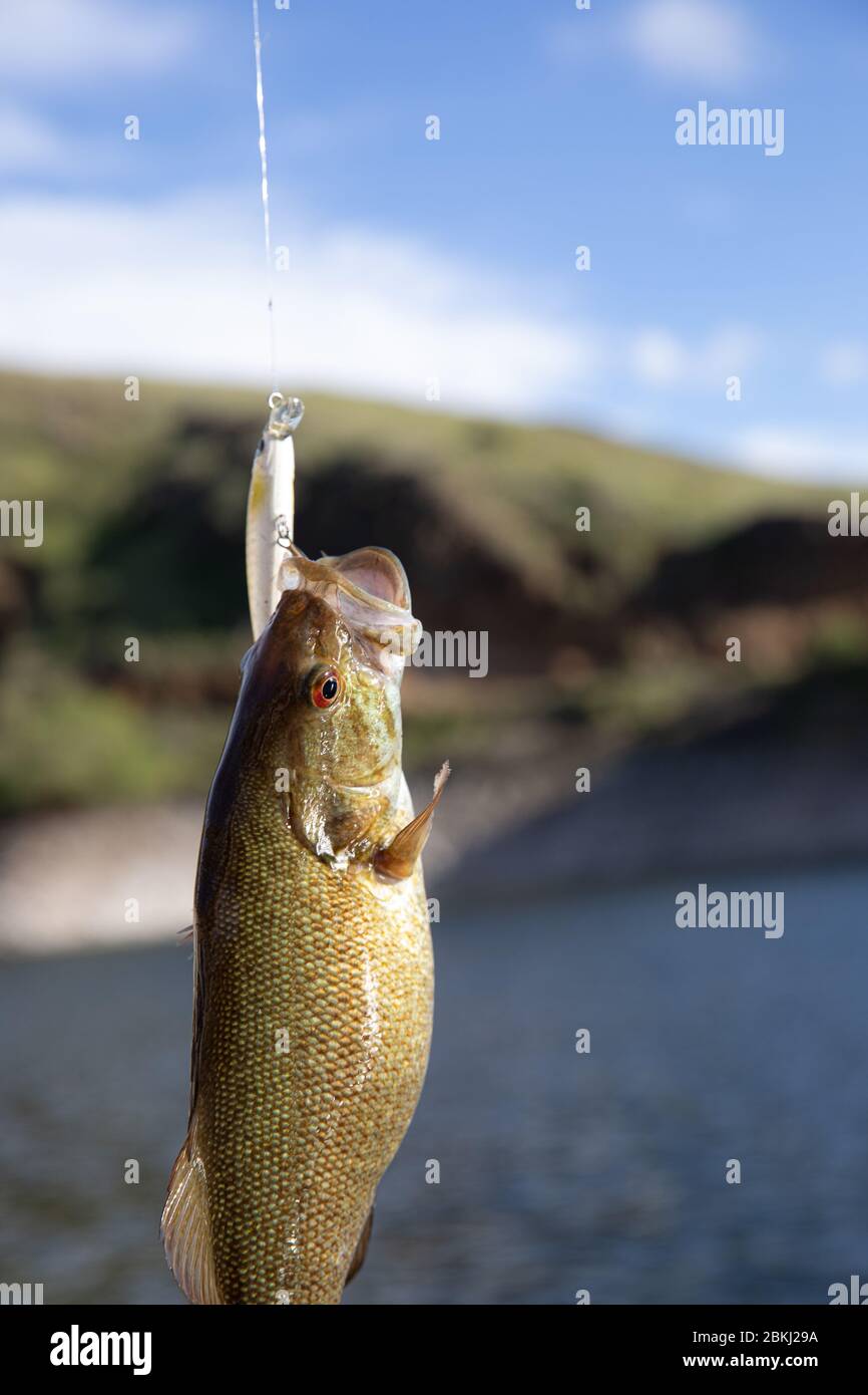 arizona bass tournament schedule on Tournament Bass Fishing High Resolution Stock Photography And Images Alamy