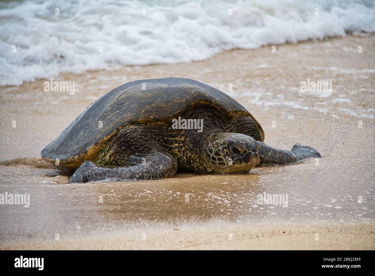 Waves Splattering on a Hawaiian Green Sea Turtle Stock Photo
