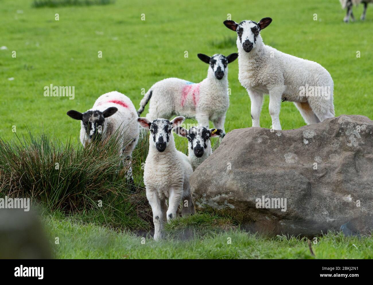 Preston, Lancashire, UK. 4th May, 2020. Lambs enjoying another fine day in some of the best weather for lambing ever at Chipping, Preston, Lancashire. UK. Credit: John Eveson/Alamy Live News Stock Photo