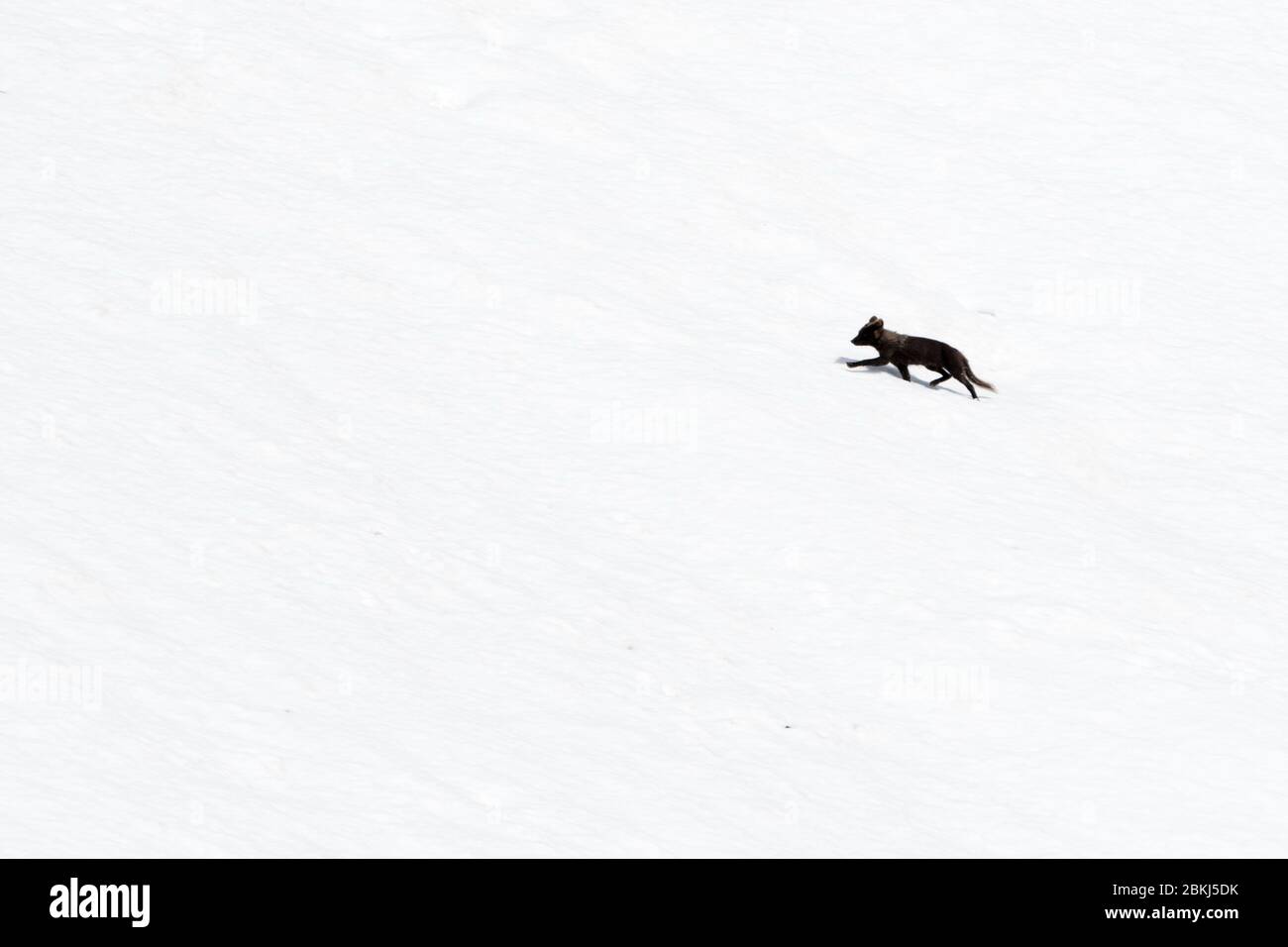 Blue Arctix fox (Alopex lagopus), Isbjornhamna, Hornsund bay, Spitsbergen, Svalbard Islands, Norway, Stock Photo