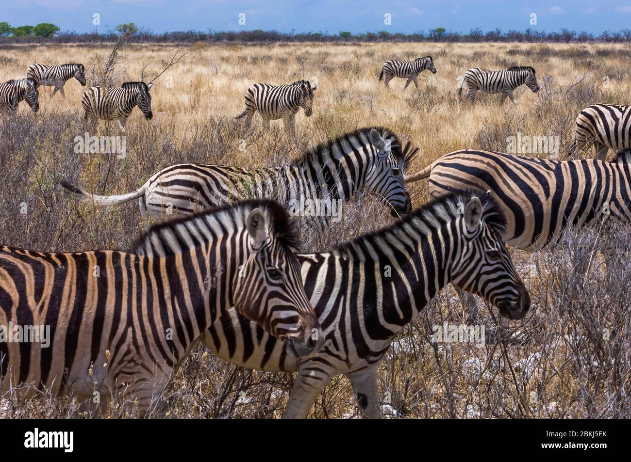 Namibia, Kunene region, Tsumeb, Etosha National Park, Hartmann zebra, or mountain zebra, Equus hartmannae Stock Photo