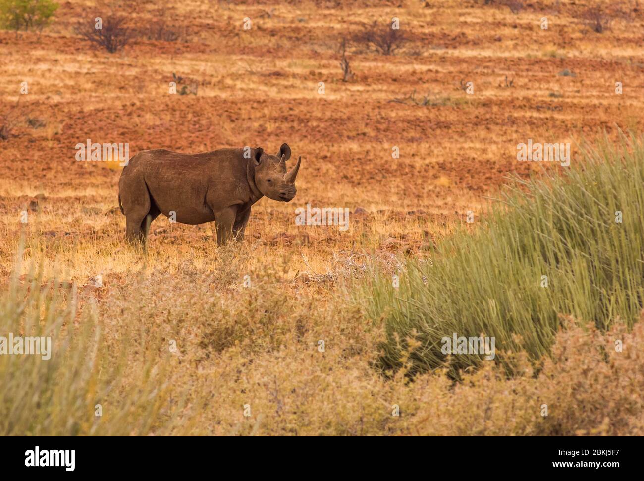 Namibia, Damaraland, Palmwag, Rhino camp, which studies and protects the last wild specimens of black mountain rhino, Diceros bicornis Stock Photo