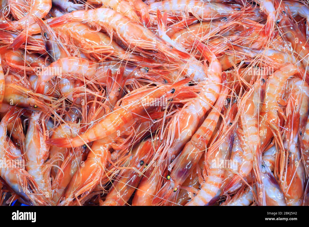 Spain, Catalonia, Baix Empordà Costa Brava, Palamós, Palamós fish market, shrimps Stock Photo