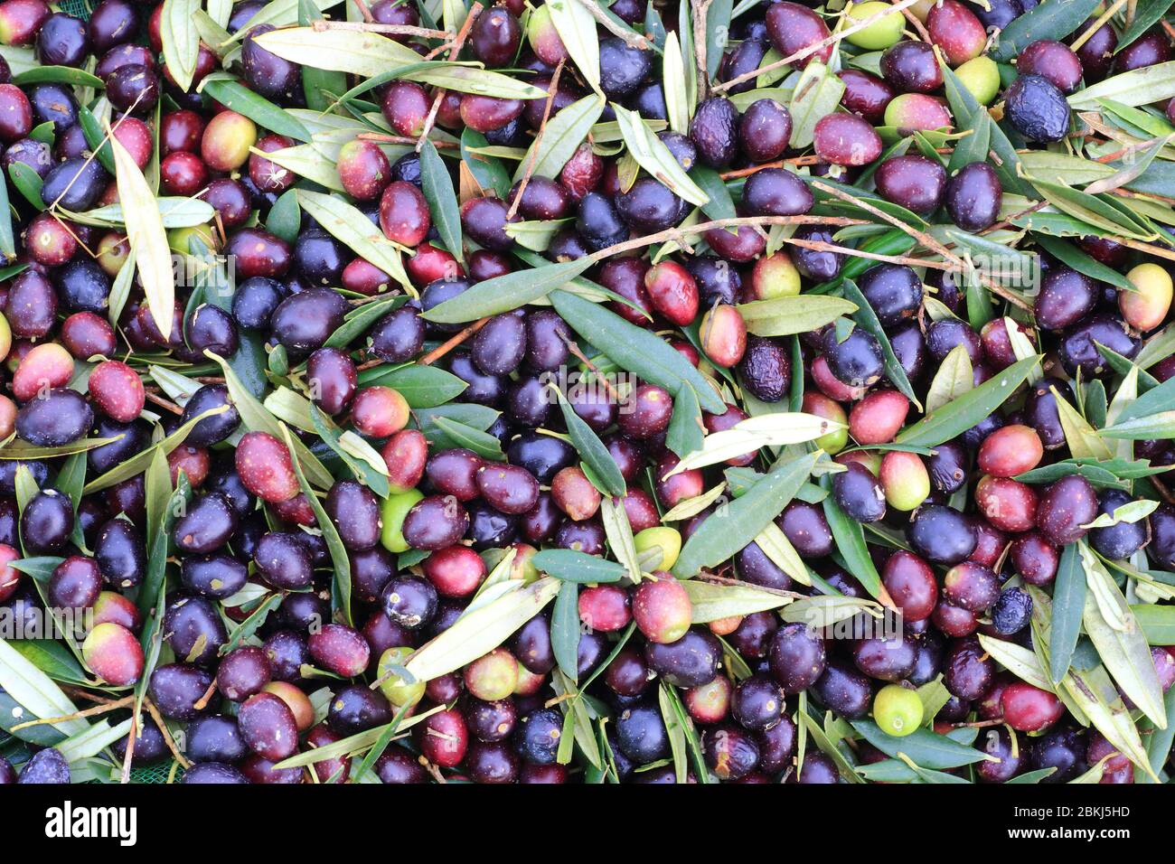 Spain, Catalonia, Alt Empordà, Costa Brava, Ventalló, harvest of olives from the Empordà (PDO) Stock Photo