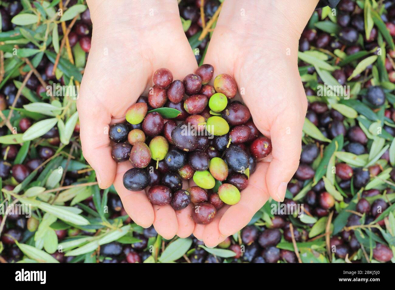 Spain, Catalonia, Alt Empordà, Costa Brava, Ventalló, harvest of olives from the Empordà (PDO) Stock Photo