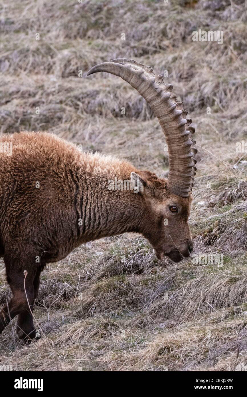 Alpine ibex (capra ibex), Valsavarenche, Gran Paradiso National Park, Aosta Valley, Italy Stock Photo
