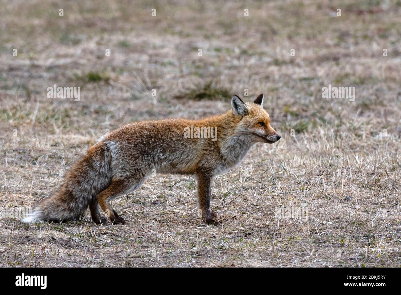 Red fox (Vulpes vulpes), Valsavarenche, Gran Paradiso National Park, Aosta Valley, Italy Stock Photo