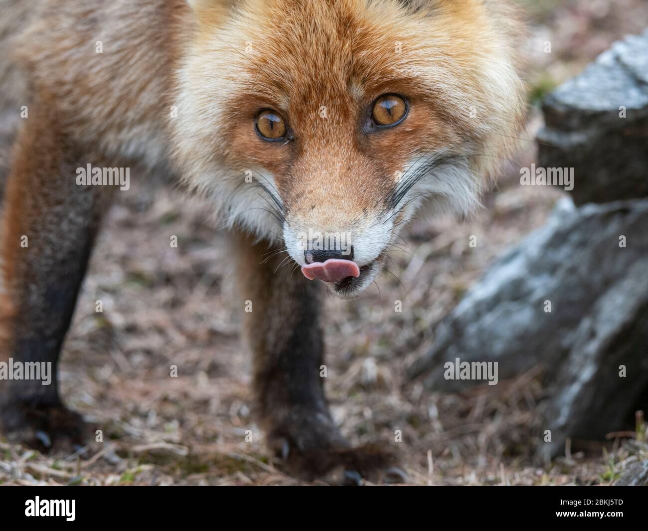Red fox (Vulpes vulpes), Valsavarenche, Gran Paradiso National Park, Aosta Valley, Italy Stock Photo