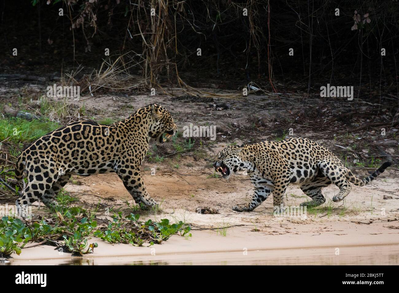 A pair of mating jaguars (Panthera onca) fighting, Pantanal, Mato Grosso, Brazil Stock Photo