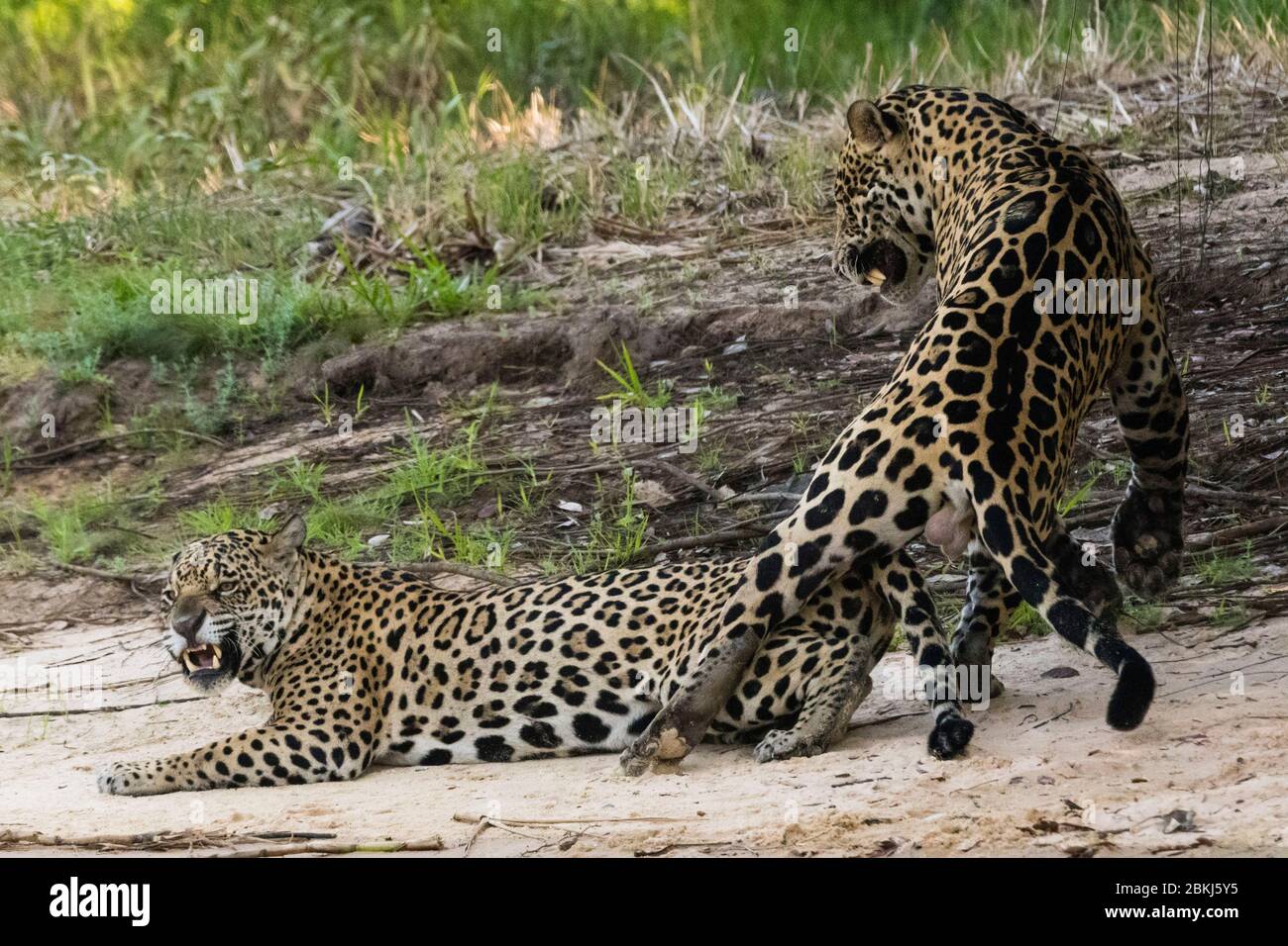 Jaguars (Panthera onca) mating, Pantanal, Mato Grosso, Brazil Stock Photo
