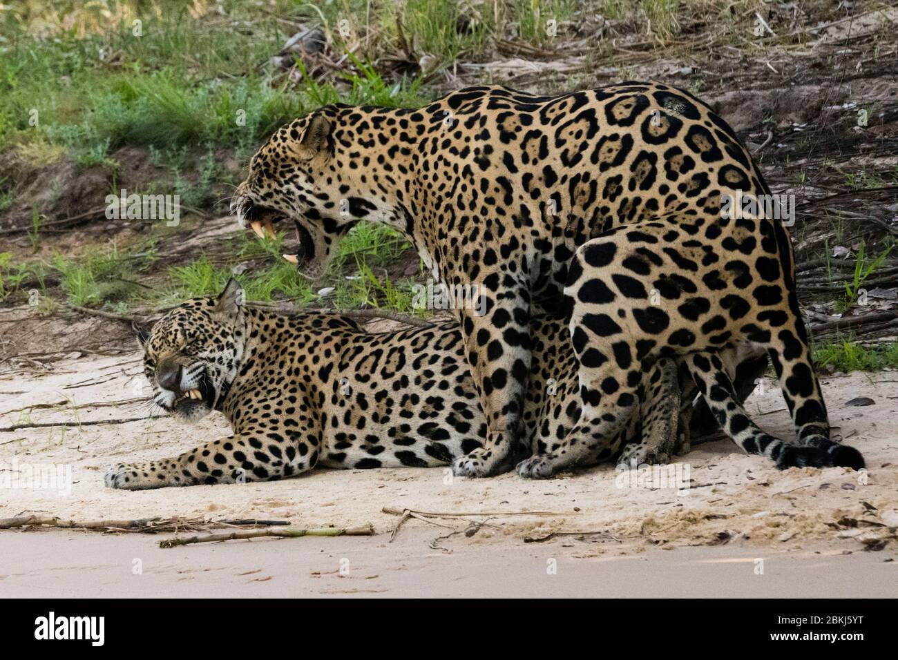 Jaguars (Panthera onca) mating, Pantanal, Mato Grosso, Brazil Stock Photo