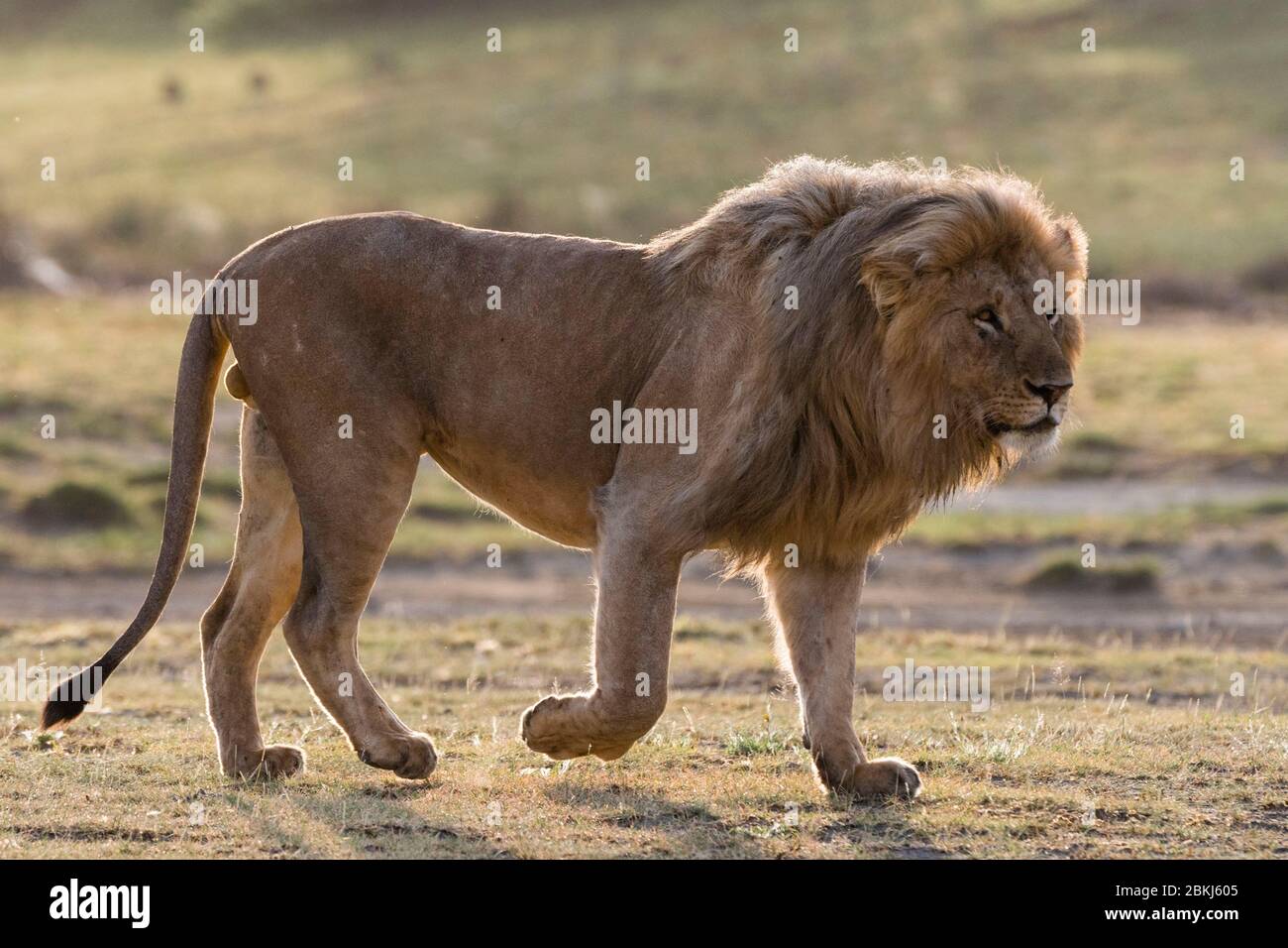 A male lion (Panthera leo), Ndutu, Ngorongoro Conservation Area, Serengeti, Tanzania Stock Photo