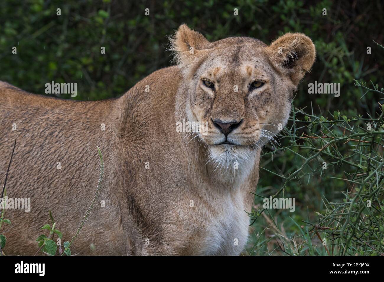 Lion (Panthera leo), Ndutu, Ngorongoro Conservation Area, Serengeti, Tanzania Stock Photo
