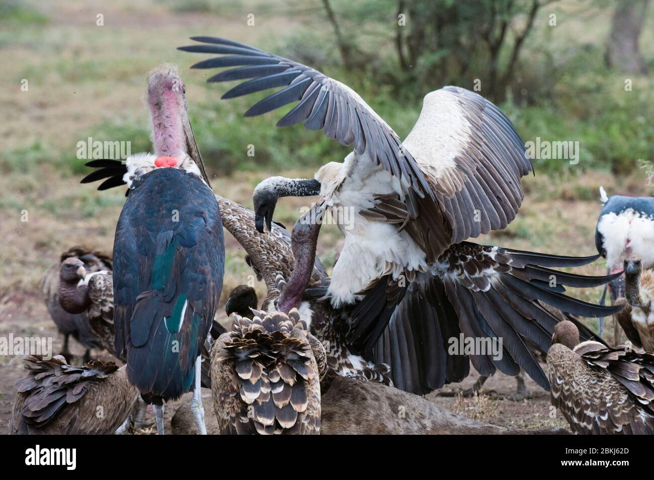 White-backed vultures (Gyps africanus) and marabou stork (Leptoptilos crumeniferus), on a carcass, Ndutu, Ngorongoro Conservation Area, Serengeti, Tanzania Stock Photo