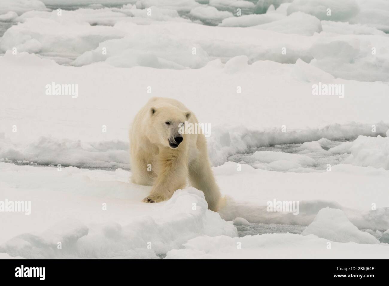 Polar bear (Ursus maritimus), Polar Ice Cap, 81north of Spitsbergen, Norway Stock Photo