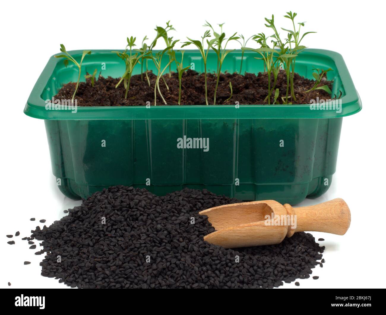 black cumin seeds and sprouts Stock Photo Alamy