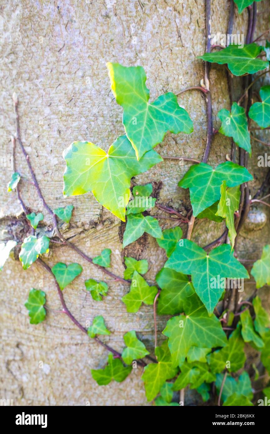 Climbing ivy up house hi-res stock photography and images - Alamy