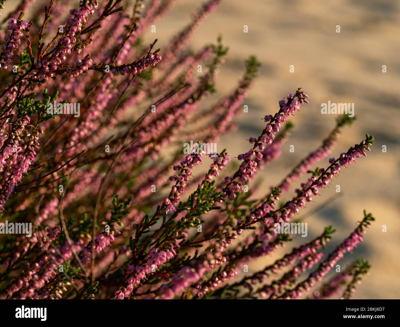 Heather bush growing on dunes of former training military ground. Sunset. Selective focus. Stock Photo