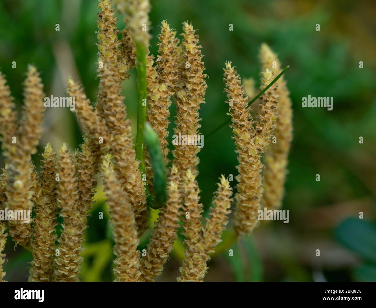 Macro shot of yellow forest saprophyte. Selective focus Stock Photo