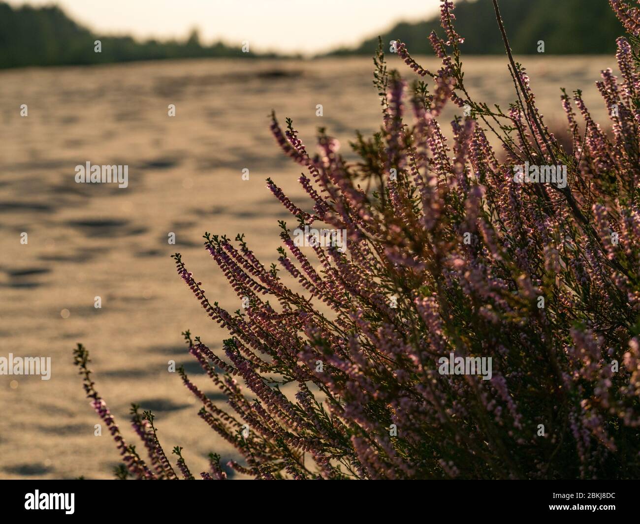 Heather bush growing on dunes of former training military ground. Sunset. Selective focus. Stock Photo