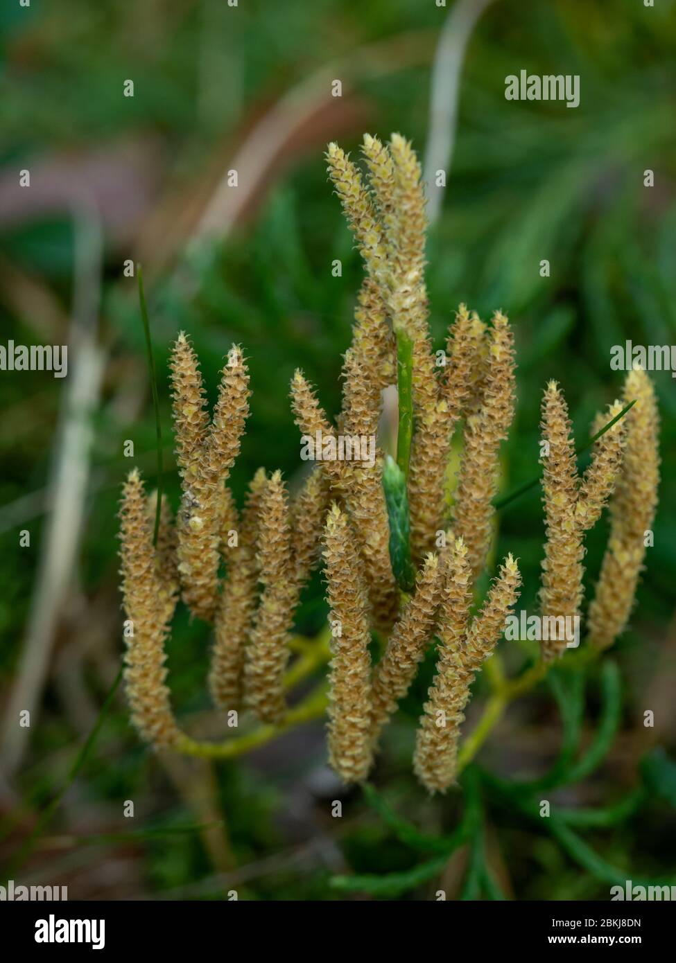 Macro shot of yellow forest saprophyte. Selective focus Stock Photo