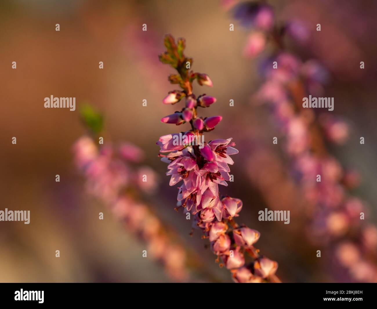 Close up of beautiful blooming purple heather flower. Selective focus. Stock Photo