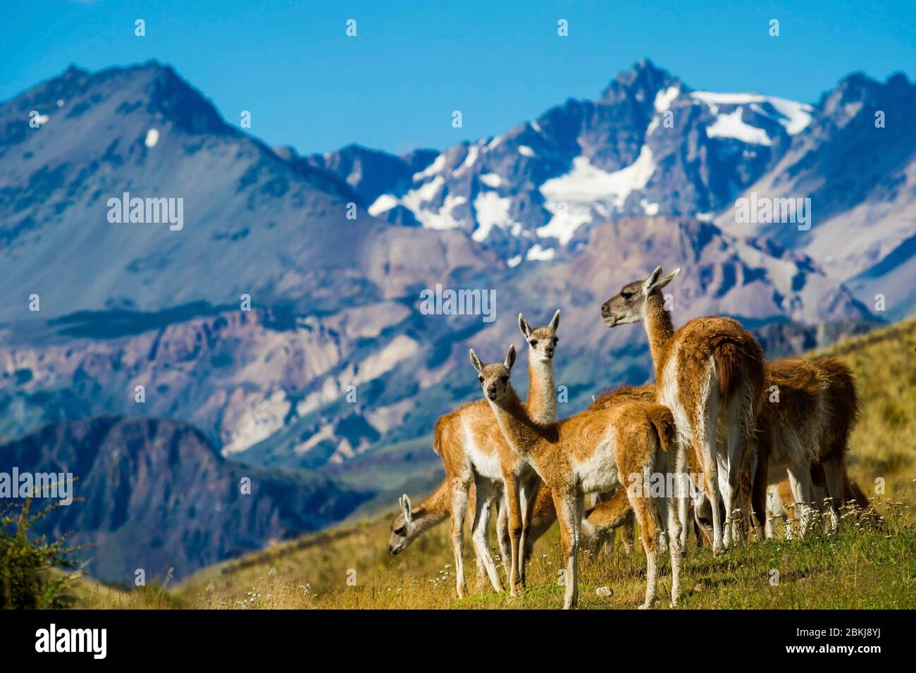 Chile, Patagonia, Aysen, Coyhaique, Patagonia National Park which on the border with Argentina, guanacos herd Stock Photo