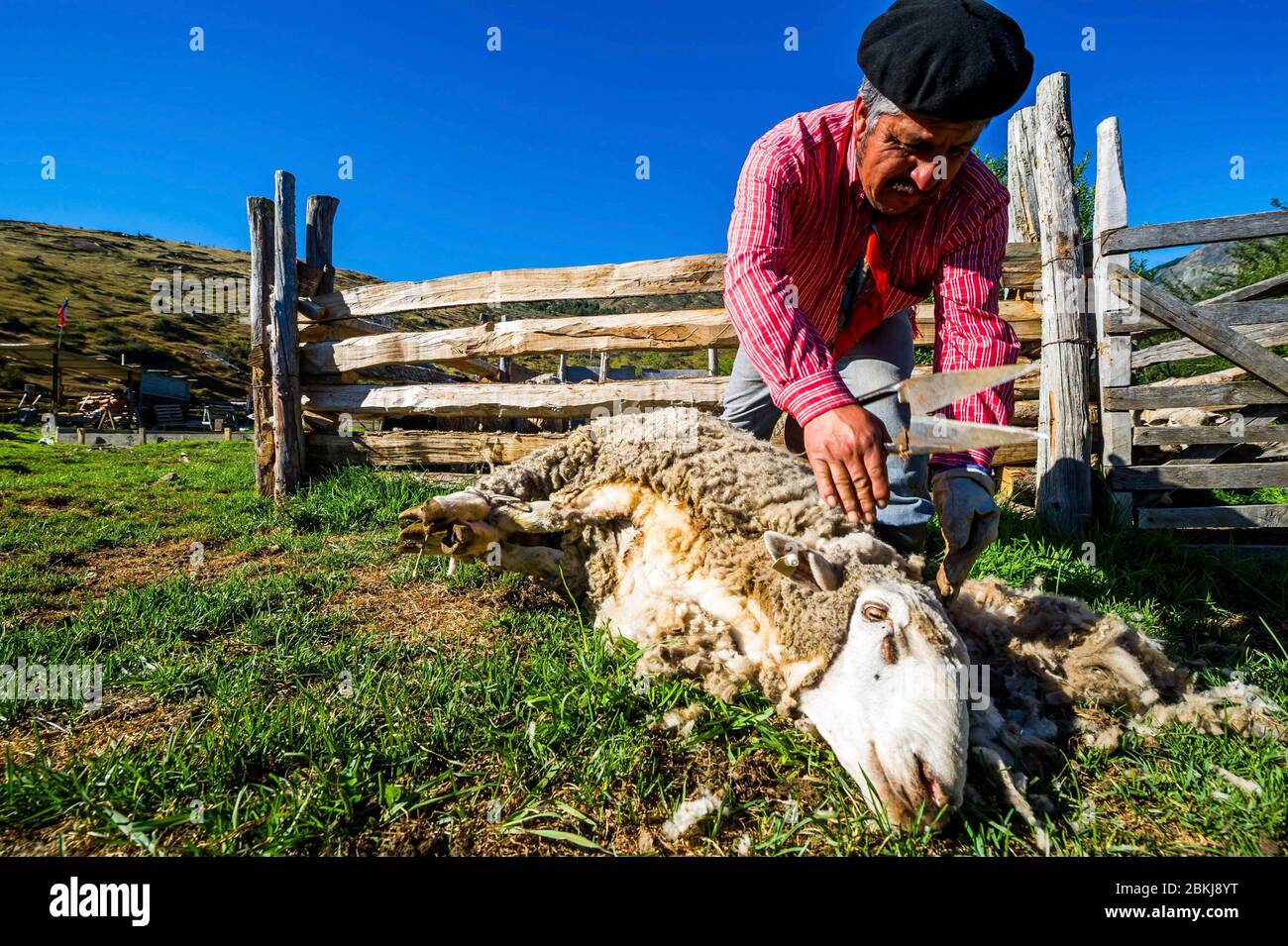 Chile, Patagonia, Aysen, Coyhaique, estancia Los Leones, Don Rolondo still shears his sheep in the traditional way, with a hand scissor Stock Photo