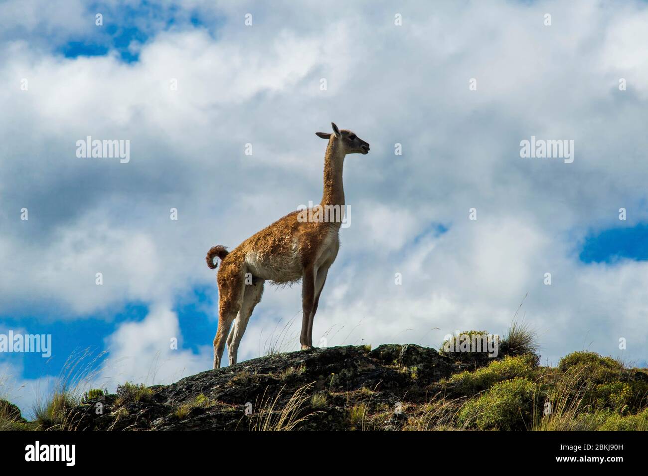 Chile, Patagonia, Aysen, Coyhaique, guanaco, wild camelid emblematic of Patagonia, which lives up to more than 4000 m Stock Photo