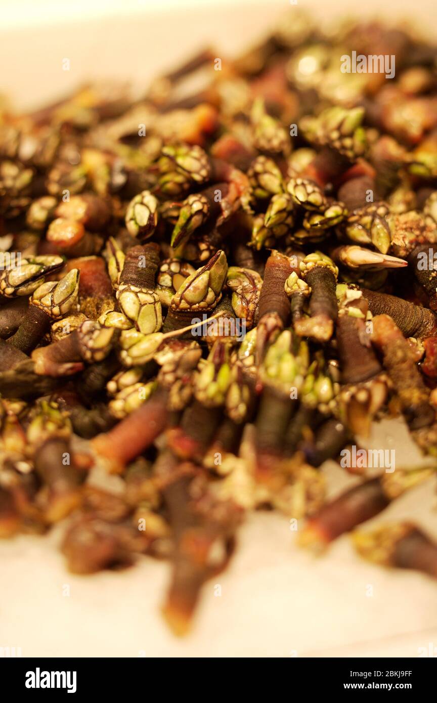 Stone shoot seashell Stock Photo