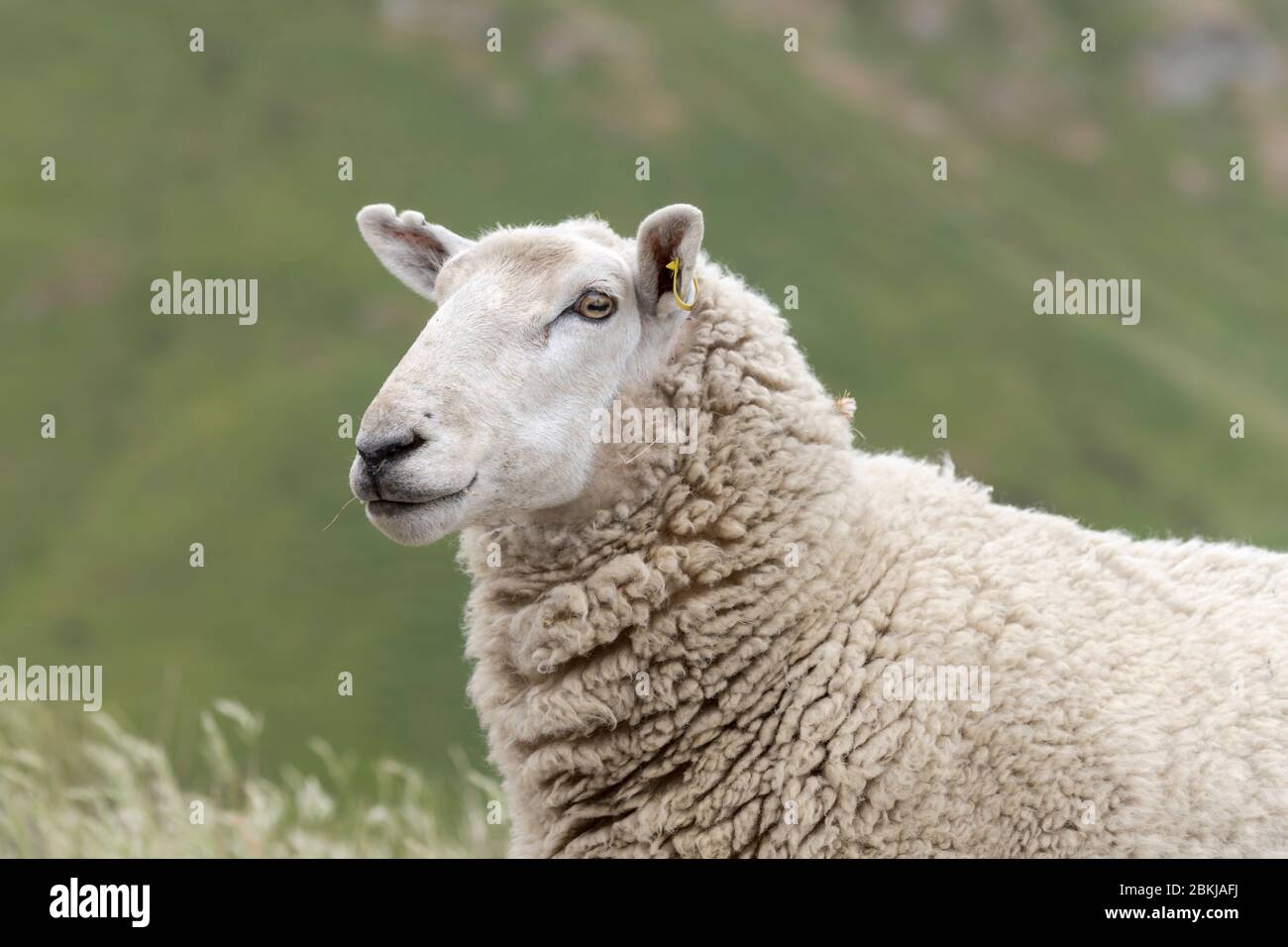 Lamb muzzle hot sale