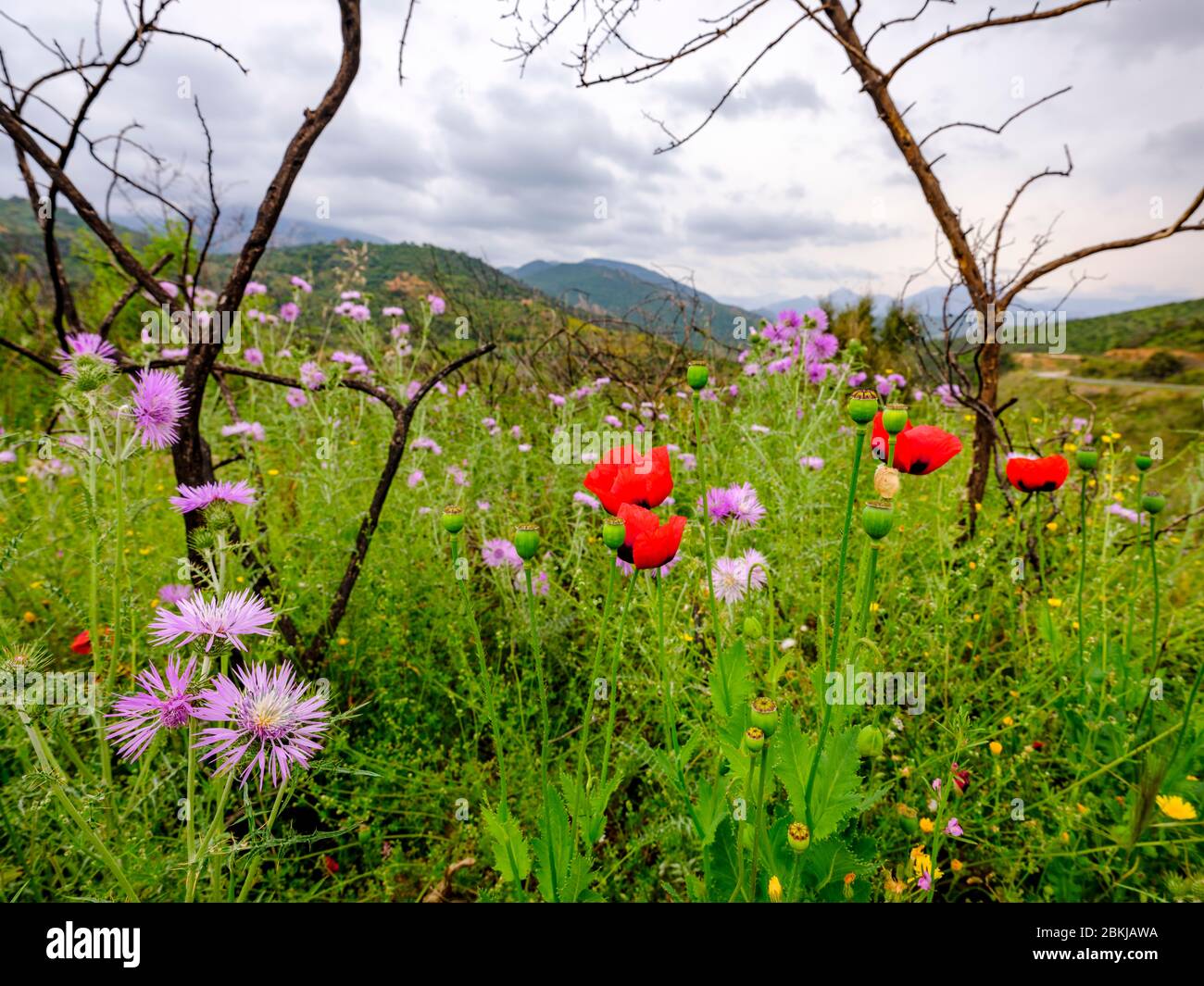 Beautiful meadow with wild flowers in springtime in the Sardinian region of Ogliastra. Mountain landscape in the background. Stock Photo