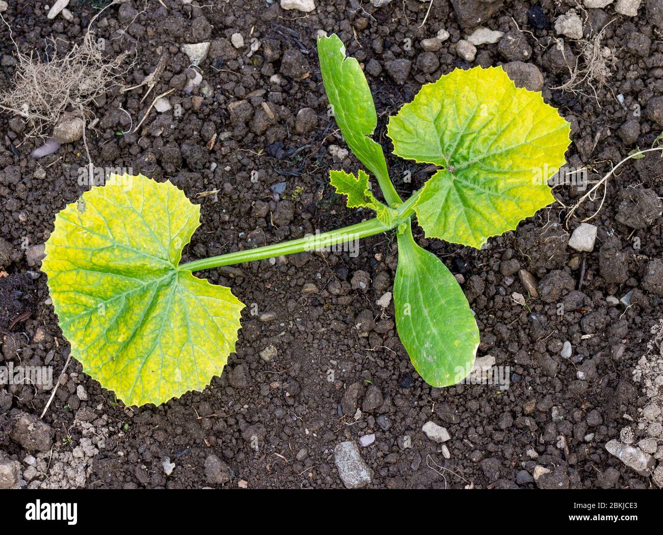 Squash seedling with yellow leaf virus. Stock Photo