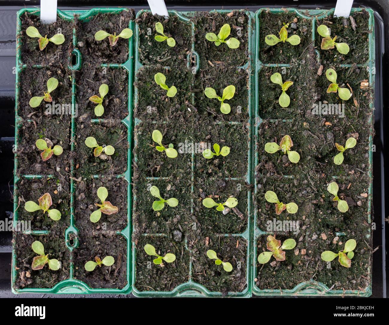 Lettuce seedlings pricked out into modules Stock Photo Alamy