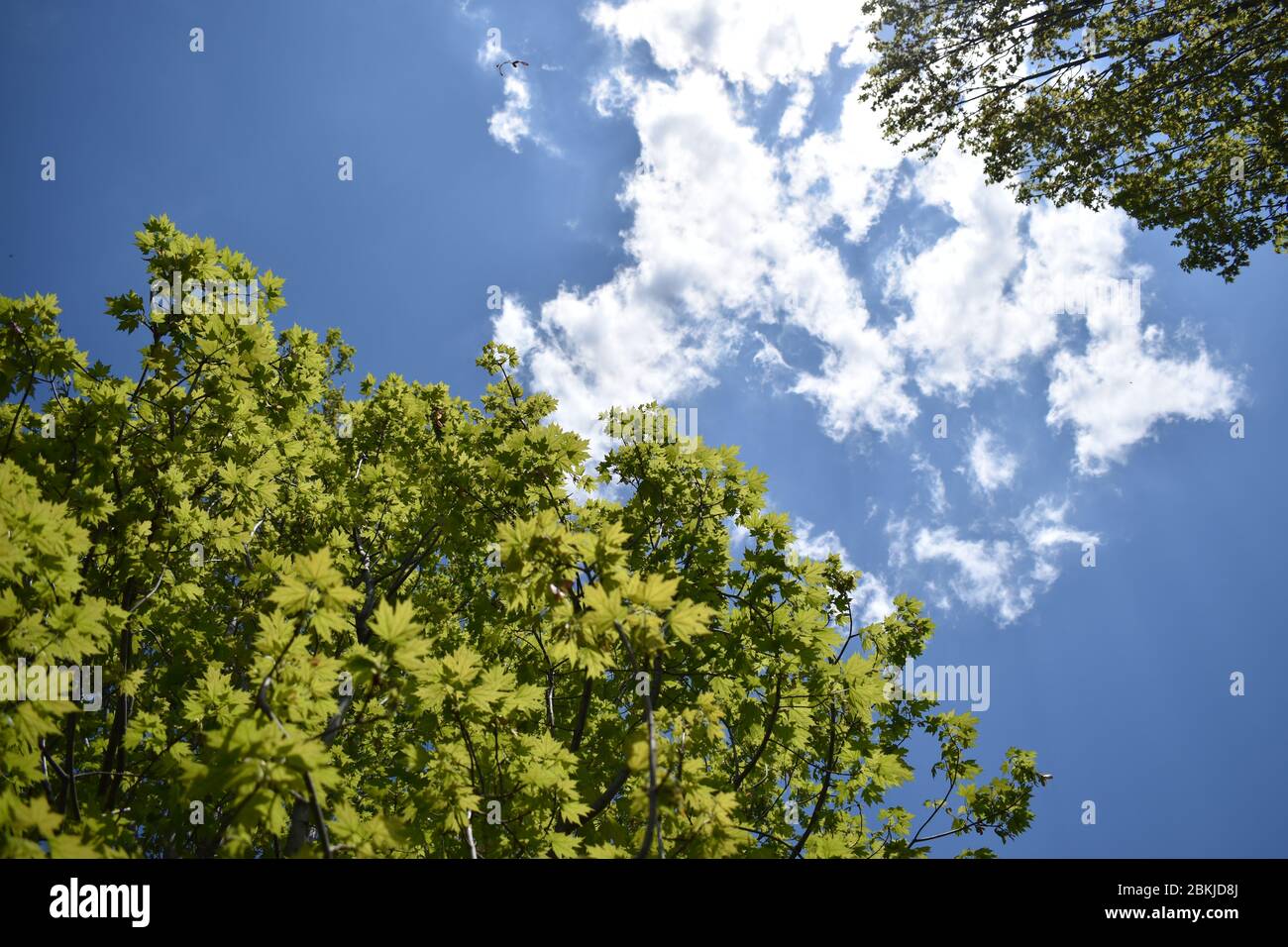 Bright sunlight shining on trees through the clouds. Stock Photo