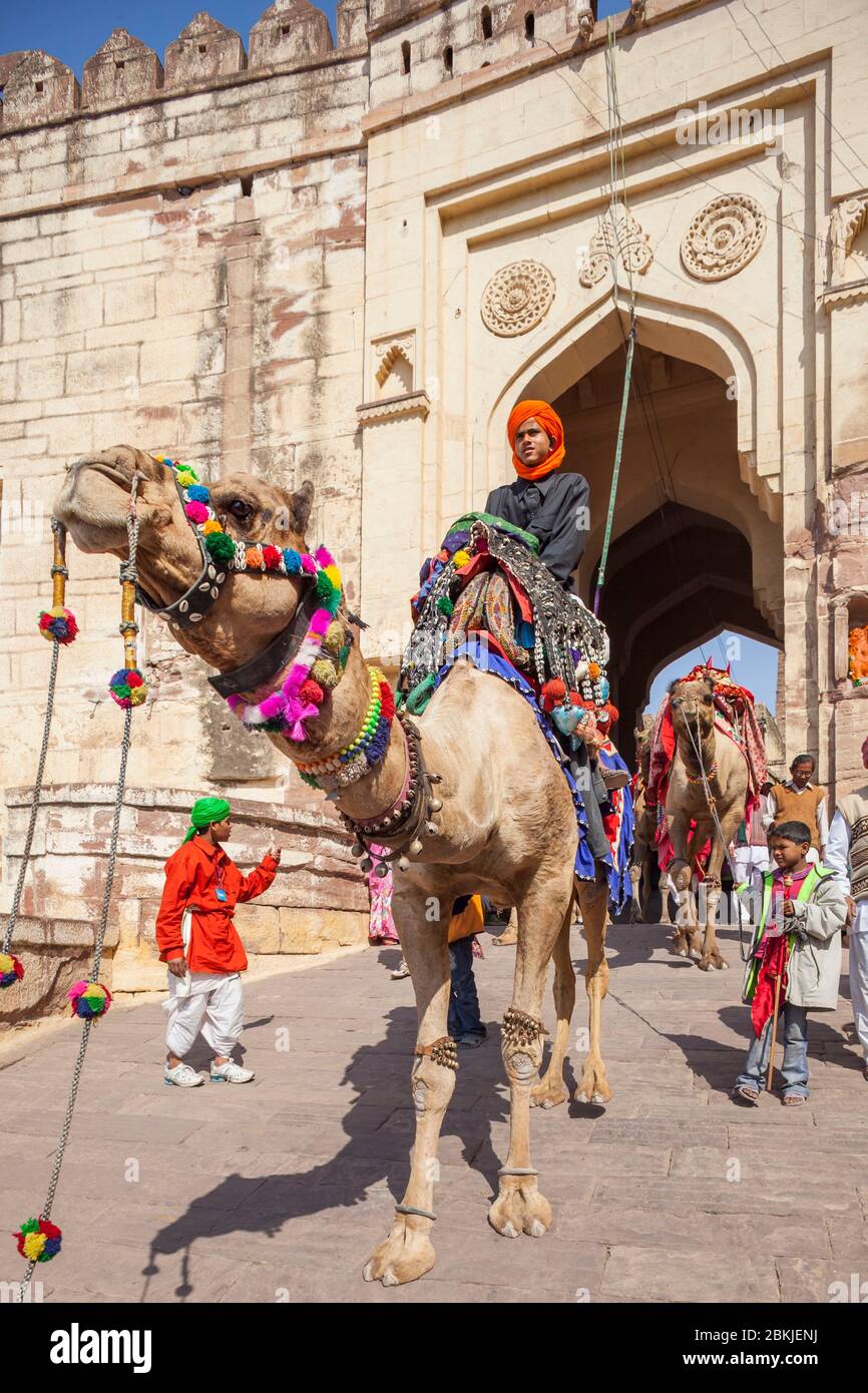 India, Rajasthan, Jodhpur, camels parading in front of Mehrangarh Fort Stock Photo