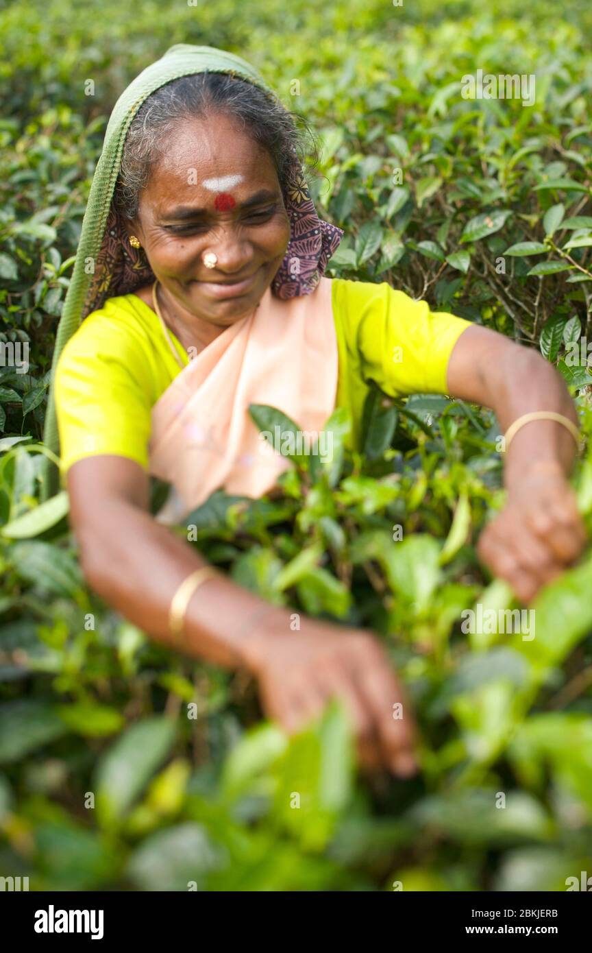 India, Kerala, atmosphere in tea plantations Stock Photo