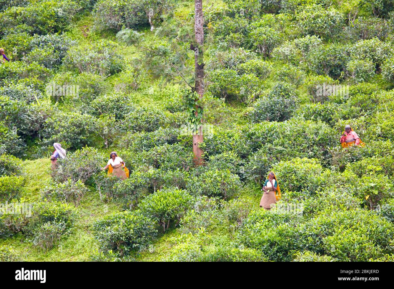 India, Kerala, atmosphere in tea plantations Stock Photo