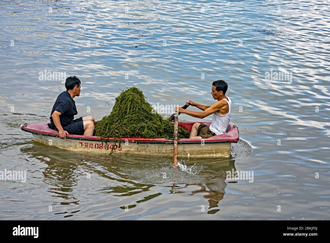North Korea, Pyongyang, cleaning up the seaweed from the Daidong river Stock Photo
