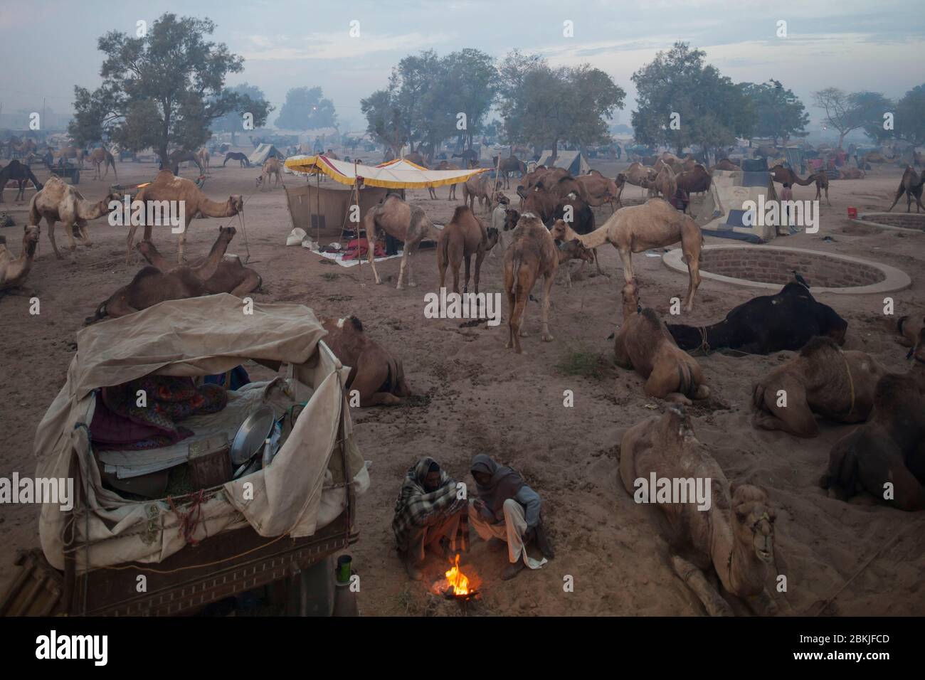 India, Rajasthan, Nagaur, cattle fair, elevated view of the camp and the animals at dawn Stock Photo