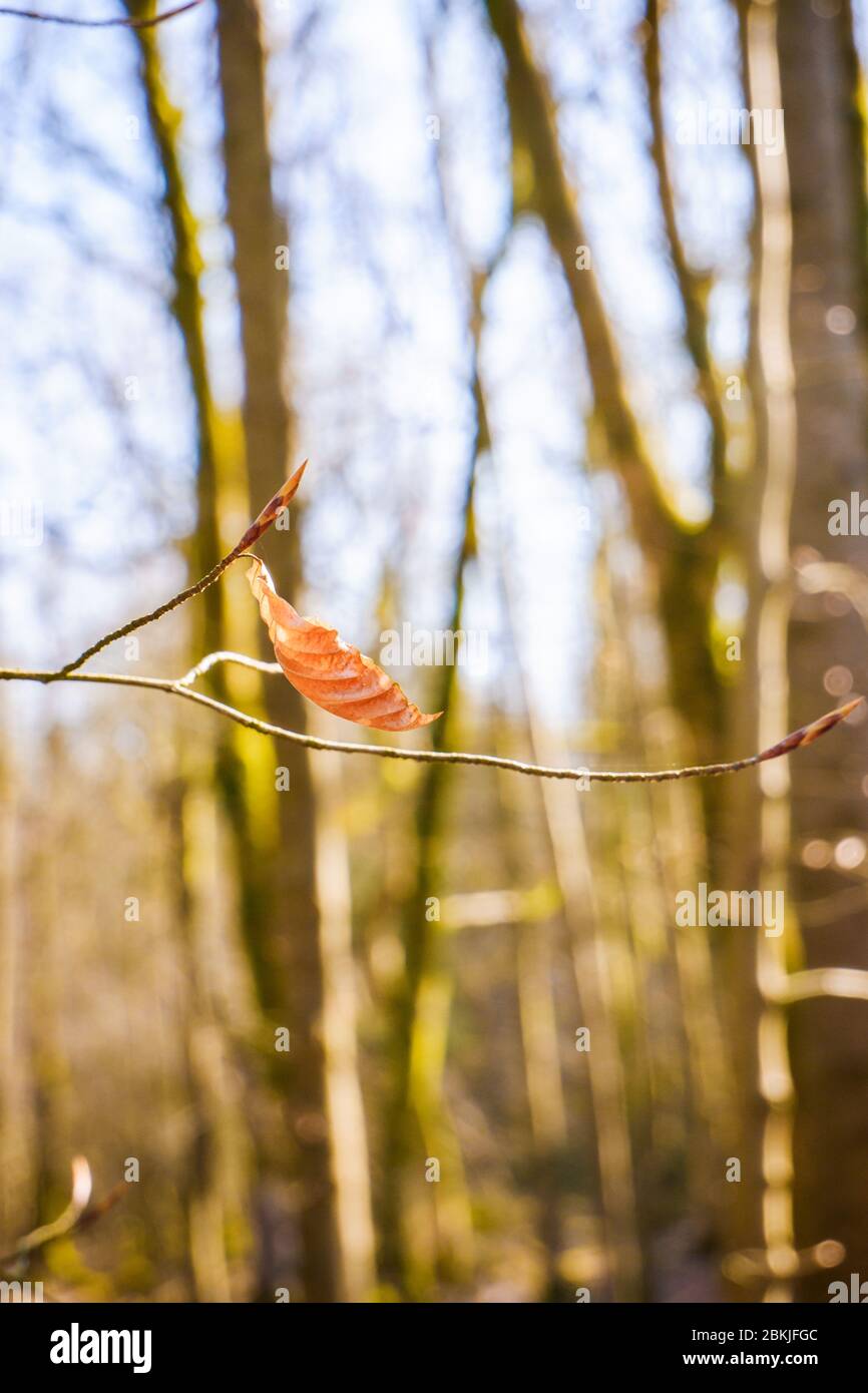 Old beech leaves hi-res stock photography and images - Alamy