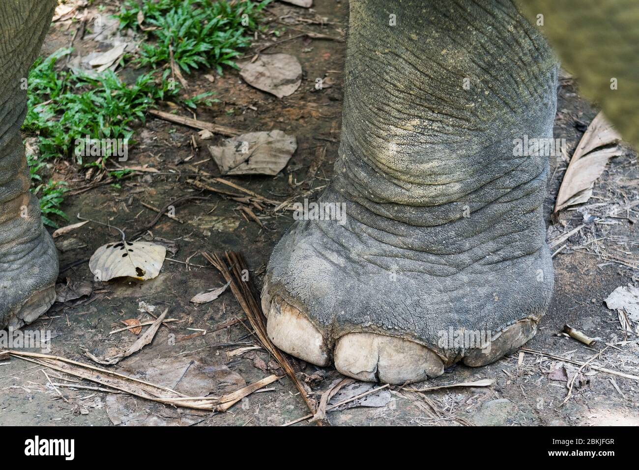 Thailand, province of Phuket, Phang Nga Elephant Park Stock Photo