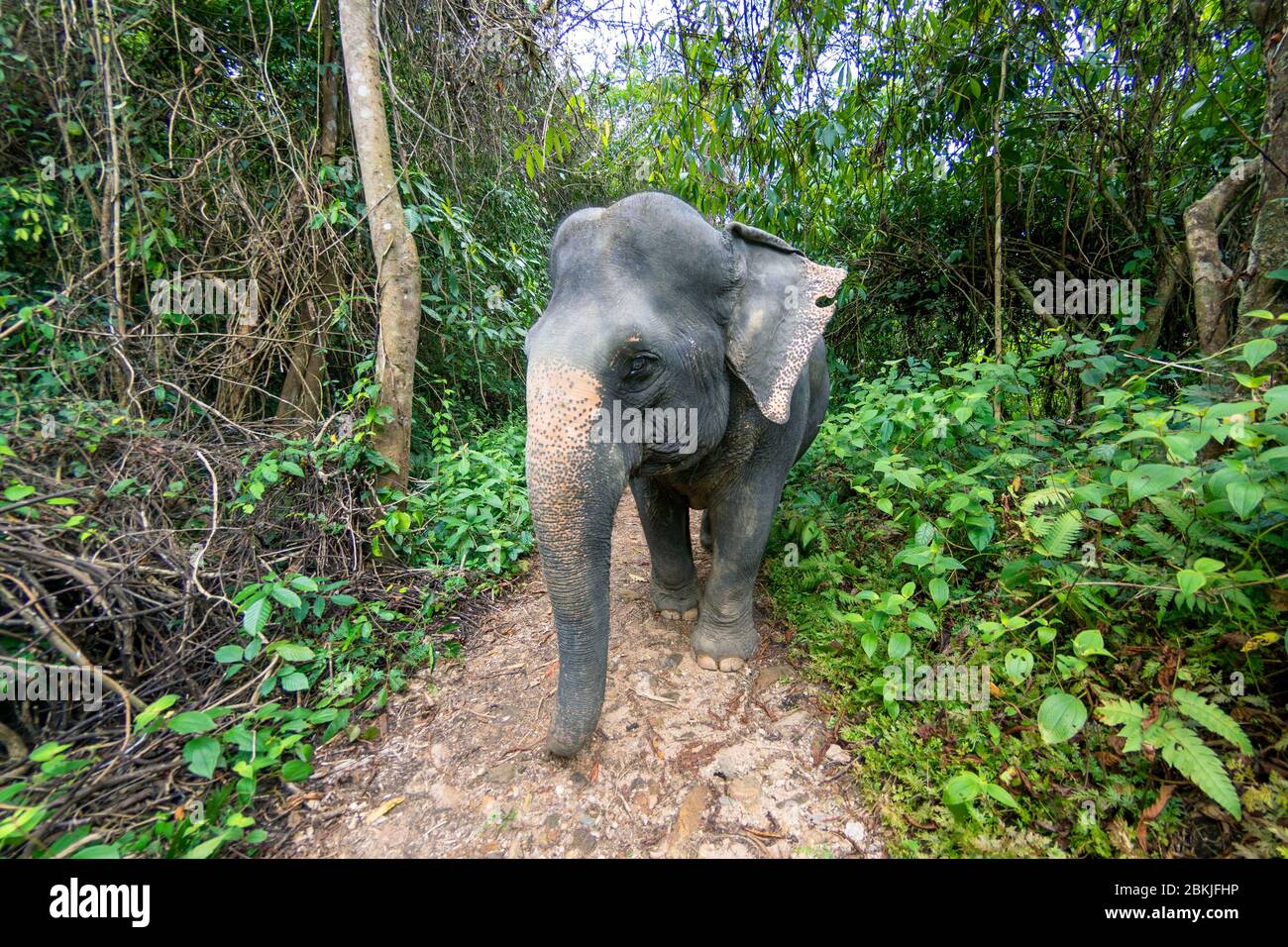 Thailand, province of Phuket, Phang Nga Elephant Park Stock Photo