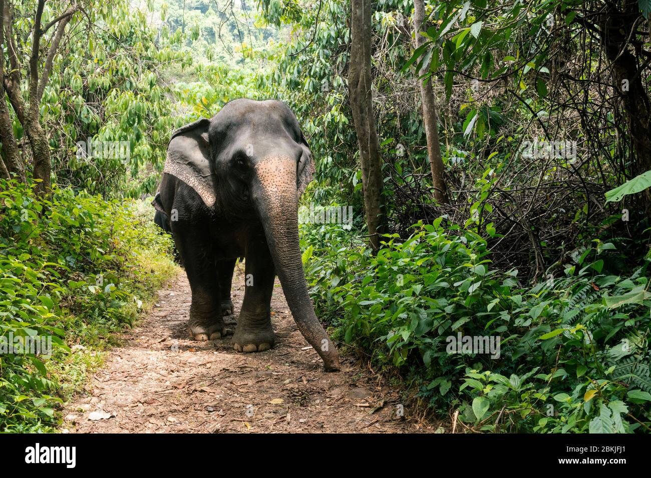 Thailand, province of Phuket, Phang Nga Elephant Park Stock Photo