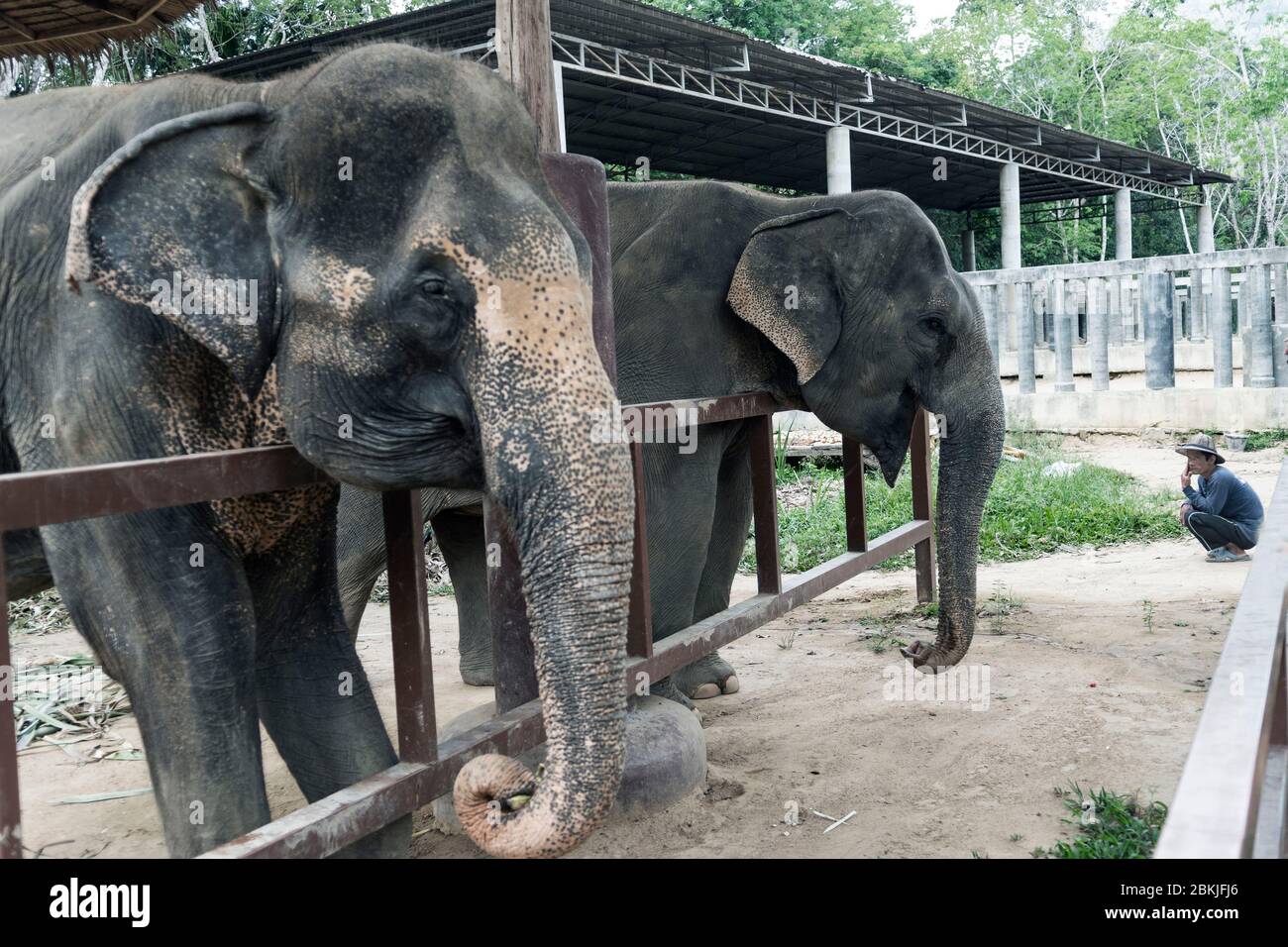 Thailand, Province of Phuket, Phuket Elephant Sanctuary Stock Photo