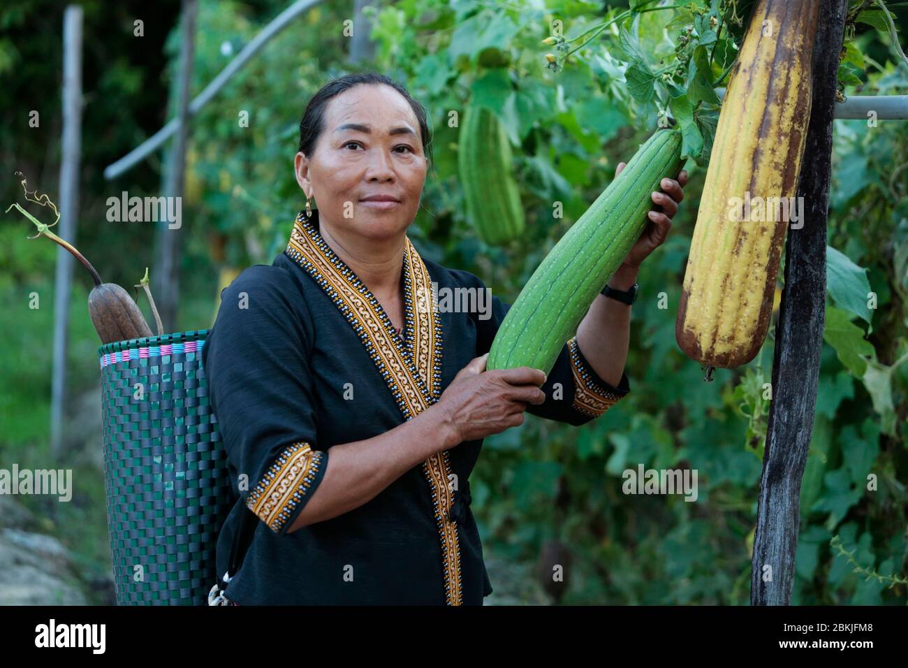 France, Guiana, Javouhey, Hmong farmers grow papayas Stock Photo
