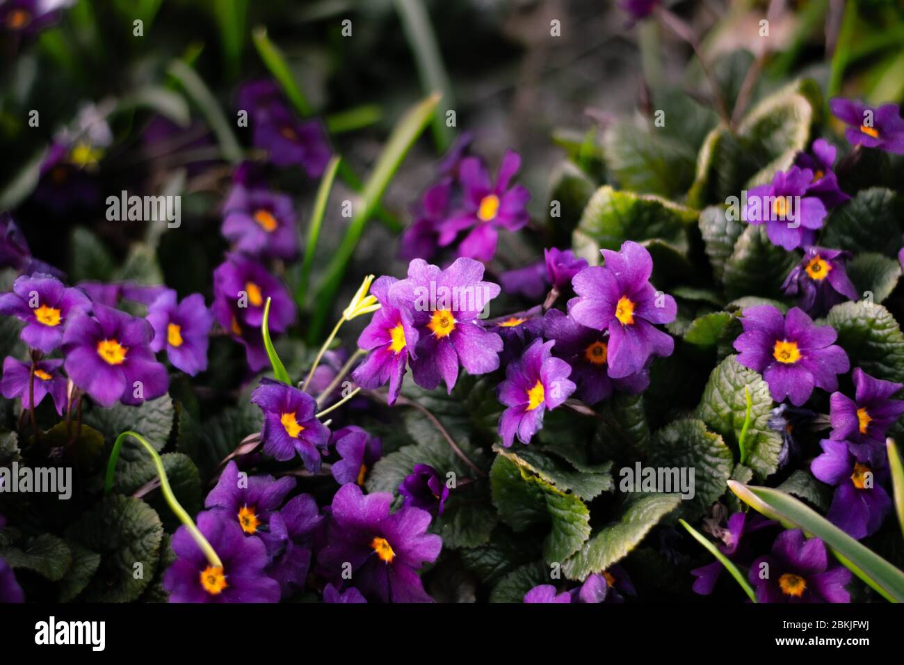 Purple Primrose 'Wanda' flowers blooming in early spring Stock Photo