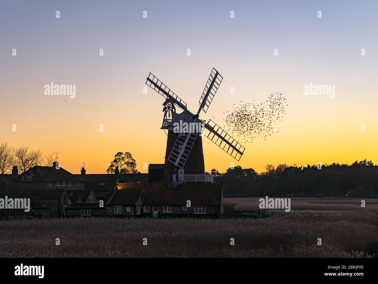 Starlings of Cley next the Sea. Stock Photo